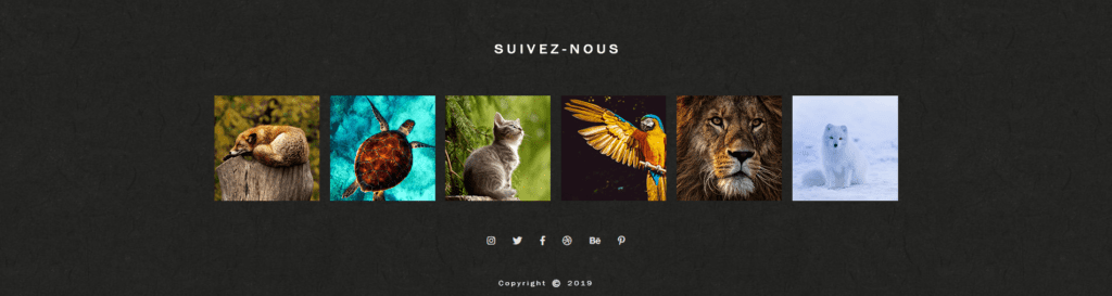 Footer Animal Galerie